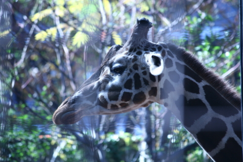 2013/11月 EF-S55-250IS+30D 焦点距離250mm F/5.6 ss1/60 ISO100