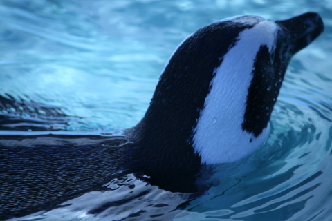 2013/11月 EF-S55-250IS+30D 焦点距離250mm F/5.6 ss1/400 ISO100