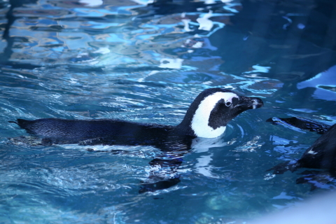 2013/11月 EF-S55-250IS+30D 焦点距離123mm F/5.0 ss1/400 ISO100