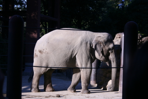 2013/11月 EF-S18-55ⅡUSM+30D 焦点距離55mm F/5.6 ss1/320 ISO100