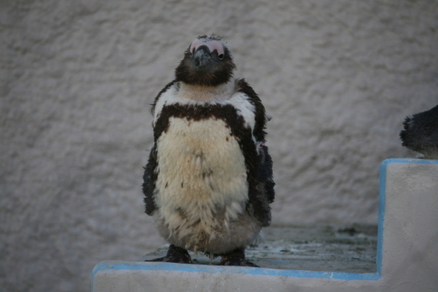 2013/11月 EF-S55-250IS+30D 焦点距離154mm F/5.6 ss1/500 ISO200