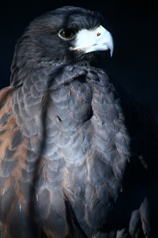 2013/11月 EF-S55-250IS+30D 焦点距離250mm F/5.6 ss1/60 ISO100