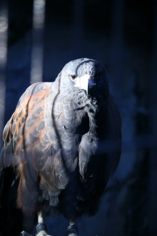 2013/11月 EF-S55-250IS+30D 焦点距離131mm F/5.6 ss1/40 ISO100