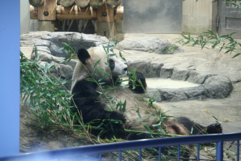 2013/11月 EF-S55-250IS+30D 焦点距離109mm F/5.6 ss1/15 ISO400