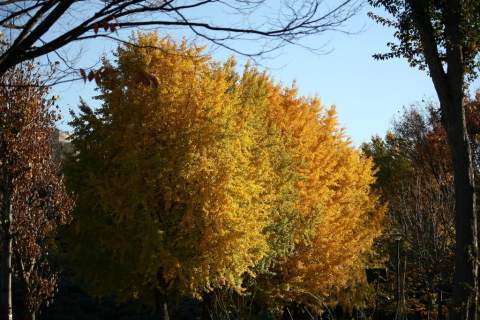 2013/11月 EF-S55-250IS+30D 焦点距離55mm F/4 ss1/800 ISO100