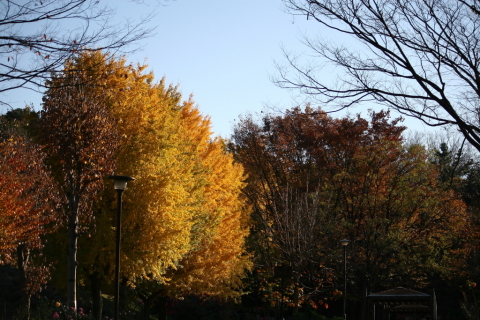 2013/11月 EF-S55-250IS+30D 焦点距離55mm F/4 ss1/1000 ISO100