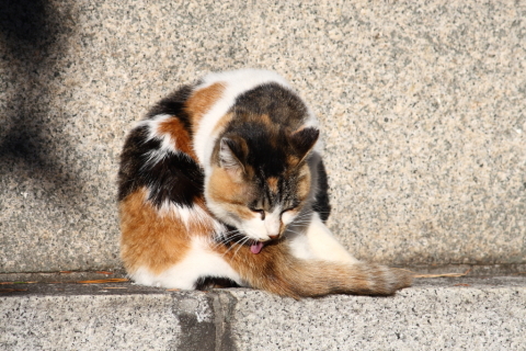 2013/12月 EF-S55-250IS+30D 焦点距離235mm F/8 ss1/400 ISO100