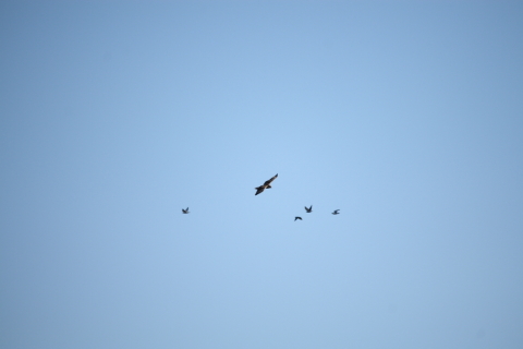 2014/1月 EF-S55-250IS+30D 焦点距離250mm F/5.6 ss1/800 ISO100 