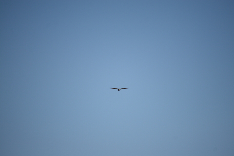 2014/1月 EF-S55-250IS+30D 焦点距離250mm F/5.6 ss1/1250 ISO100