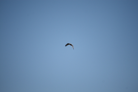 2014/1月 EF-S55-250IS+30D 焦点距離250mm F/5.6 ss1/1250 ISO100