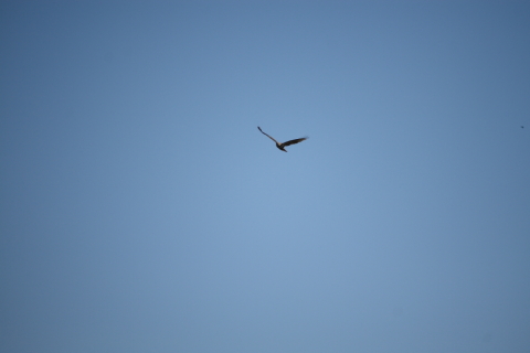 2014/1月 EF-S55-250IS+30D 焦点距離250mm F/5.6 ss1/1250 ISO100