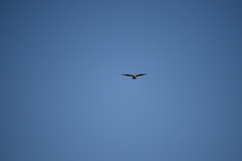 2014/1月 EF-S55-250IS+30D 焦点距離250mm F/5.6 ss1/1250 ISO100