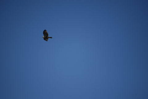 2014/1月 EF-S55-250IS+30D 焦点距離250mm F/5.6 ss1/1250 ISO100