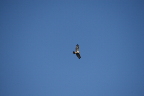 2014/1月 EF-S55-250IS+30D 焦点距離250mm F/7.1 ss1/1000 ISO100