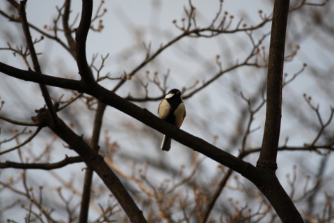 2014/3月 EF-S55-250IS+30D 焦点距離250mm F/7.1 ss1/60 ISO100
