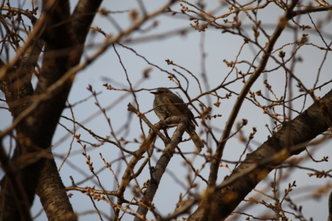 2014/3月 EF-S55-250IS+30D 焦点距離250mm F/7.1 ss1/100 ISO100