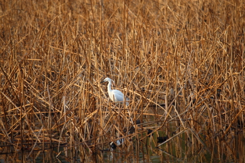 2014/4月 EF-S55-250IS+30D 焦点距離250mm F/5.6 ss1/160 ISO100