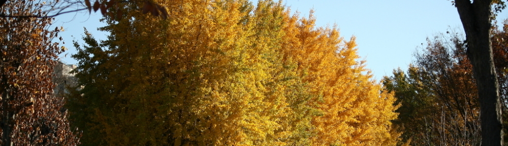 にわかカメラマンの撮ってみた!!（N'sHOME別館）