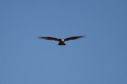 2014/1月 EF-S55-250IS+30D 焦点距離250mm F/5.6 ss1/1250 ISO100