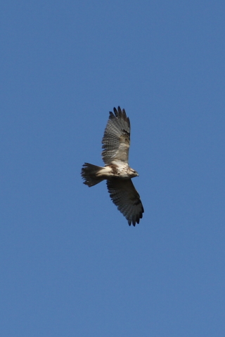 2014/1月 EF-S55-250IS+30D 焦点距離250mm F/7.1 ss1/1000 ISO100