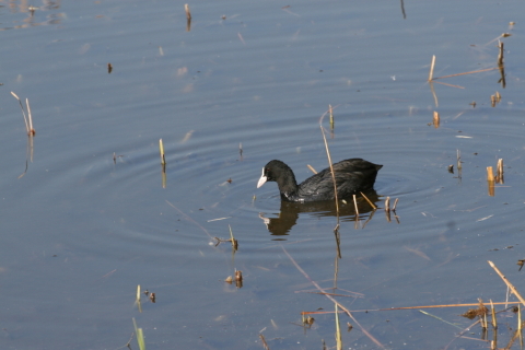 2014/11月 TAMRONsp70-300+30D 焦点距離259mm F/8 ss1/500 ISO200