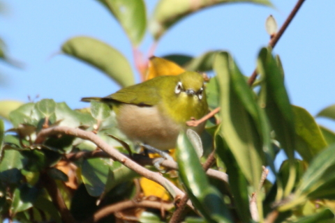 2014/11月 TAMRONsp70-300+30D 焦点距離300mm F/8 ss1/640 ISO400