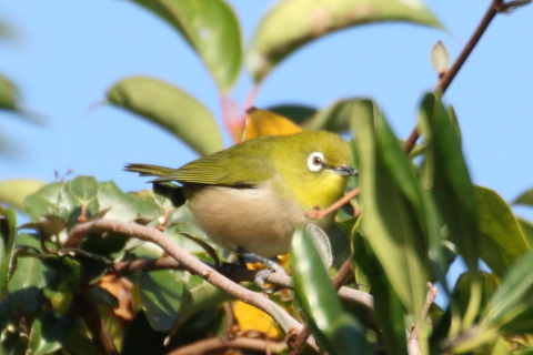 2014/11月 TAMRONsp70-300+30D 焦点距離300mm F/8 ss1/640 ISO400