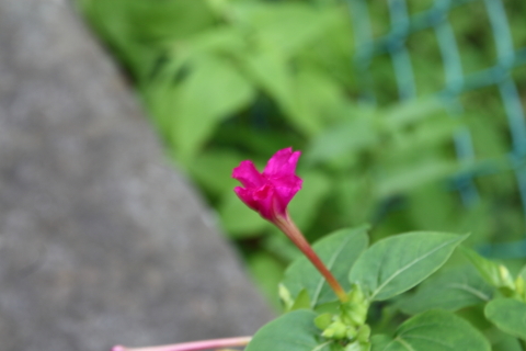 2014/7月 SIGMA17-70+30D 焦点距離70mm F/7.1 ss1/20 ISO100