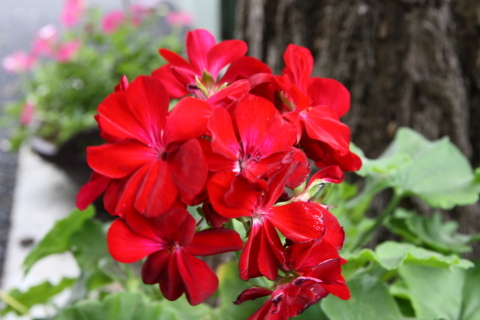 2014/7月 SIGMA17-70+30D 焦点距離37mm F/8 ss1/8 ISO100