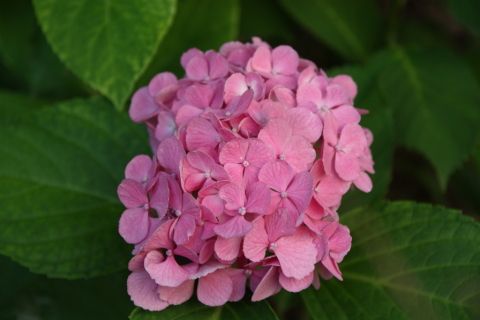 2014/7月 SIGMA17-70+30D 焦点距離70mm F/4 ss1/160 ISO100