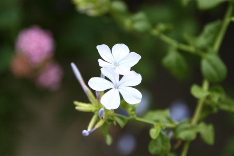 2014/7月 SIGMA17-70+30D 焦点距離70mm F/4 ss1/60 ISO100