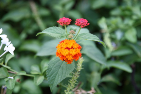 2014/7月 SIGMA17-70+30D 焦点距離70mm F/4 ss1/50 ISO100