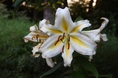 2014/7月 SIGMA17-70+30D 焦点距離31mm F/4 ss1/50 ISO100