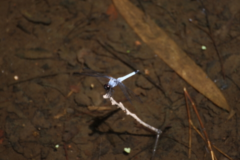 2014/8月 TAMRONsp70-300+30D 焦点距離300mm F/5.6 ss1/320 ISO160