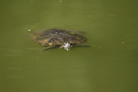 2014/8月 TAMRONsp70-300+30D 焦点距離300mm F/5.6 ss1/500 ISO200