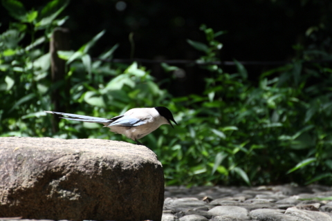 2014/8月 TAMRONsp70-300+30D 焦点距離300mm F/5.6 ss1/500 ISO400