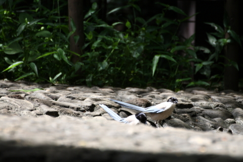 2014/8月 TAMRONsp70-300+30D 焦点距離300mm F/5.6 ss1/500 ISO400