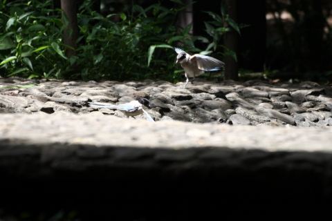 2014/8月 TAMRONsp70-300+30D 焦点距離228mm F/5.6 ss1/500 ISO400