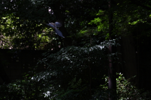 2014/8月 TAMRONsp70-300+30D 焦点距離161mm F/5.6 ss1/500 ISO400