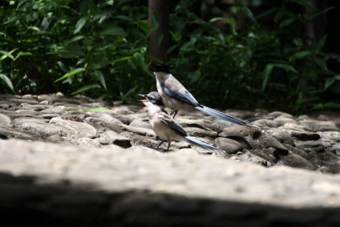 2014/8月 TAMRONsp70-300+30D 焦点距離300mm F/5.6 ss1/500 ISO400