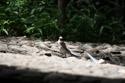 2014/8月 TAMRONsp70-300+30D 焦点距離300mm F/5.6 ss1/500 ISO400