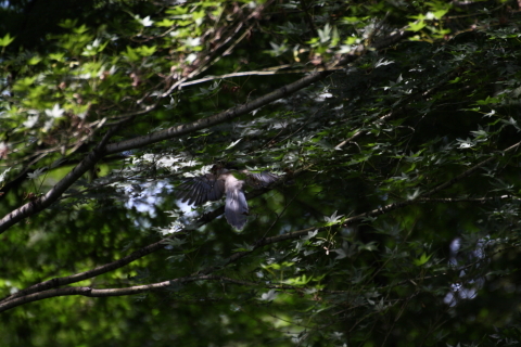 2014/8月 TAMRONsp70-300+30D 焦点距離300mm F/5.6 ss1/500 ISO400