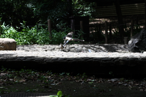 2014/8月 TAMRONsp70-300+30D 焦点距離104mm F/5.6 ss1/500 ISO400