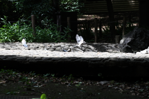 2014/8月 TAMRONsp70-300+30D 焦点距離114mm F/5.6 ss1/500 ISO400