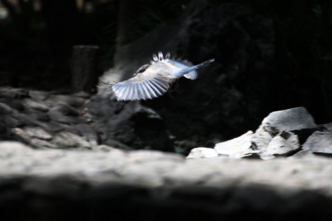 2014/8月 TAMRONsp70-300+30D 焦点距離300mm F/5.6 ss1/500 ISO400