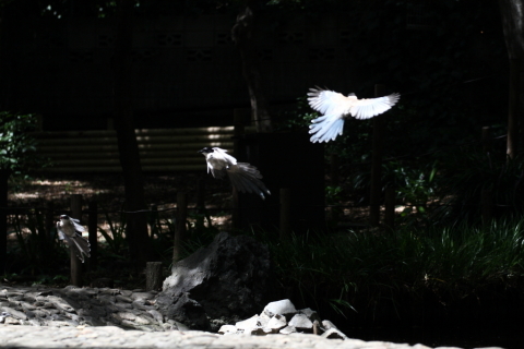 2014/8月 TAMRONsp70-300+30D 焦点距離119mm F/5.6 ss1/500 ISO400