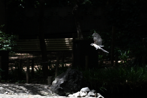 2014/8月 TAMRONsp70-300+30D 焦点距離119mm F/5.6 ss1/500 ISO400