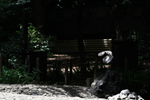 2014/8月 TAMRONsp70-300+30D 焦点距離119mm F/5.6 ss1/500 ISO400