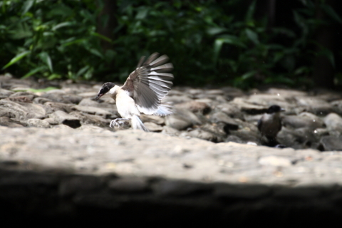 2014/8月 TAMRONsp70-300+30D 焦点距離300mm F/5.6 ss1/500 ISO400