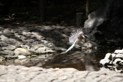2014/8月 TAMRONsp70-300+30D 焦点距離228mm F/5.6 ss1/500 ISO400